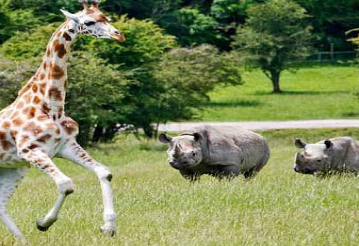 Tidur Diantara Lalu Lalang Harimau